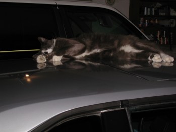 meow